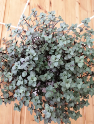 Традесканция мелколистная